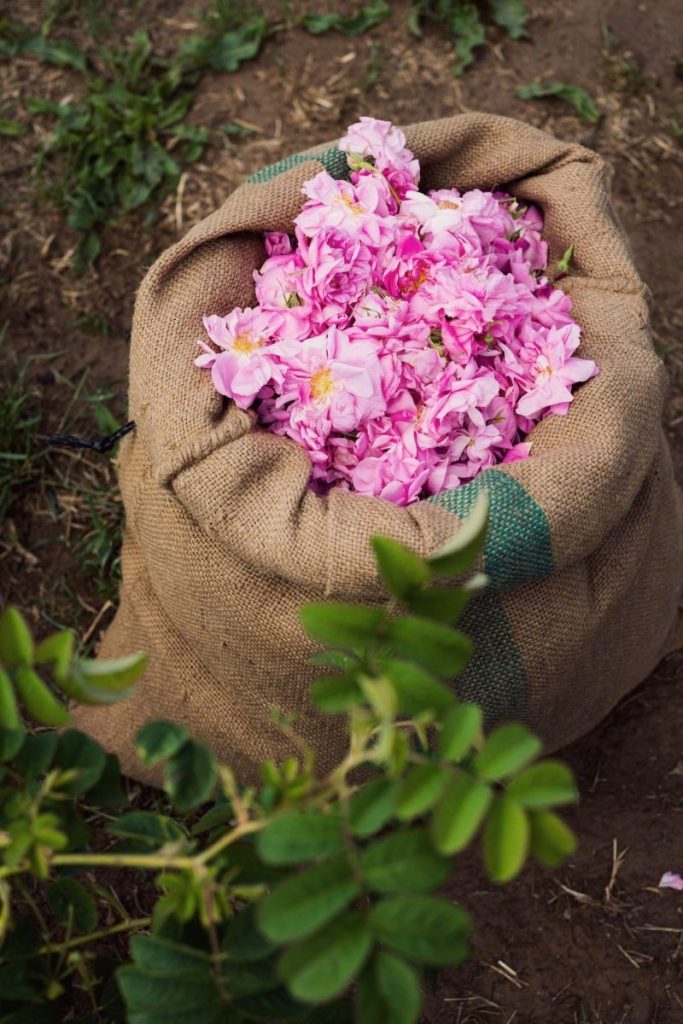 Lema 100% Natural Pure Bulgarian rose oil in a wooden souvenir 0.5ml certified