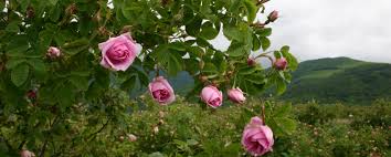 Lema 100% Natural Pure Bulgarian rose oil in a wooden souvenir 0.5ml certified